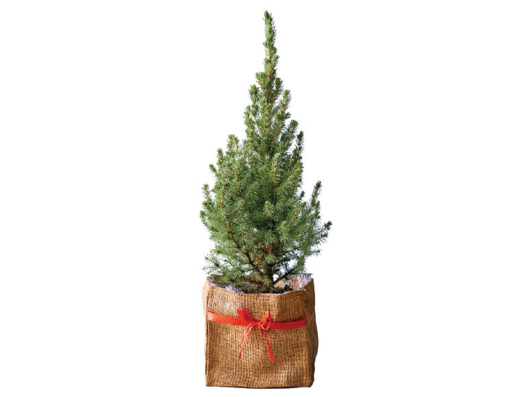 Potted Christmas Tree