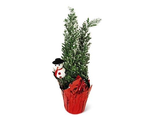 Mini Holiday Cypress Tree