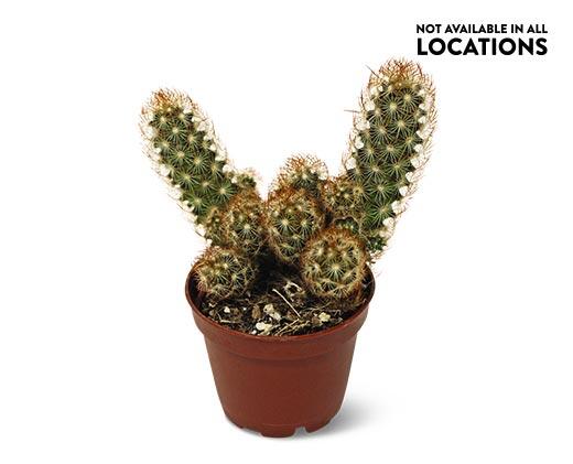 Graft or Fairy Castle Cactus