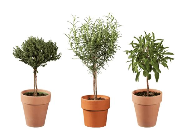 Herbes italiennes sur tige