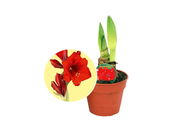 Amaryllis, jumbo