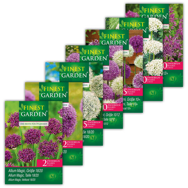 Allium Blumenzwiebeln