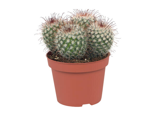Cactus or Succulent