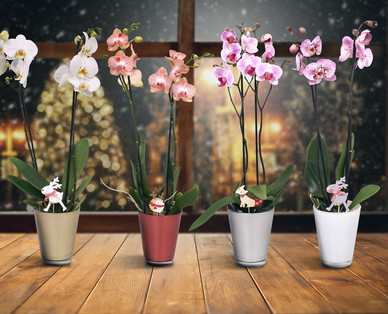 Orchidee im Glastopf