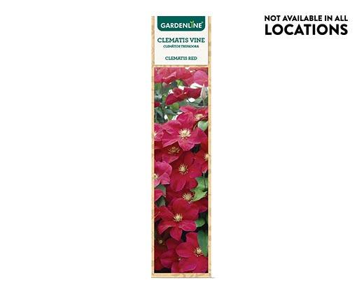 Gardenline Clematis Flowering Vine Assorted Varieties