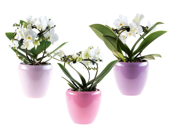 Mother's Day Round Orchid
