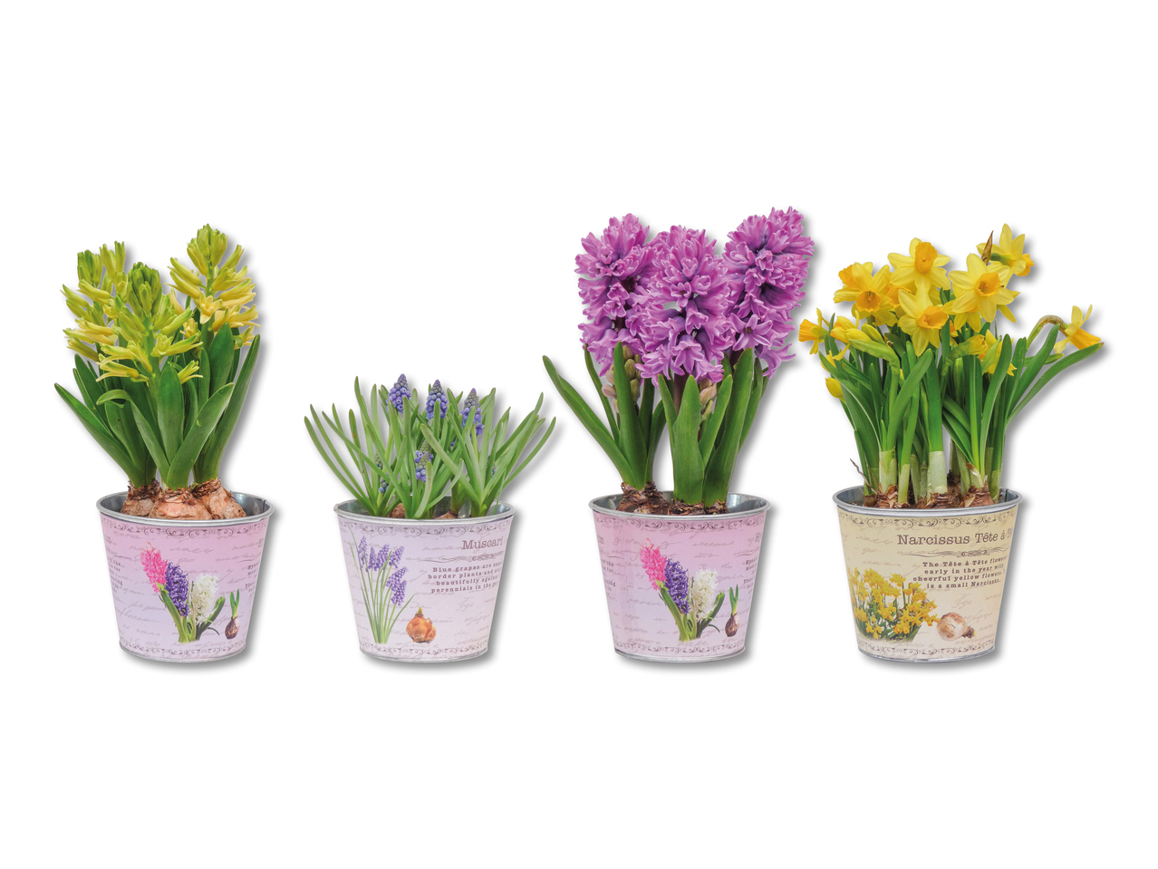 Bulbes à fleurs dans un pot en zinc