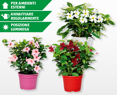 Dipladenia "Rio"