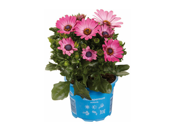 Osteospermum