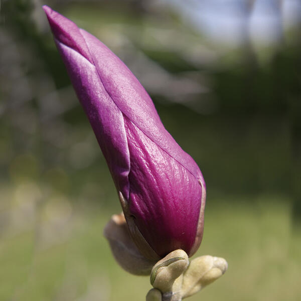 Magnolie