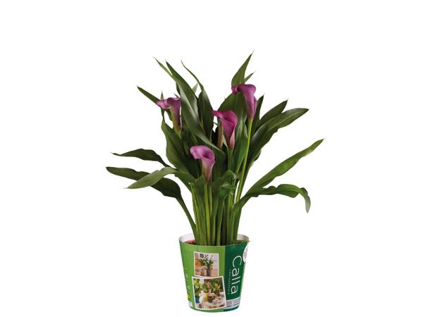Calla