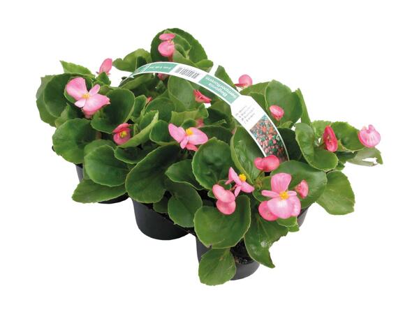 Danske bedplanter i 6‘er bakke