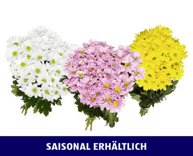 CHRYSANTHEMEN STRAUSS