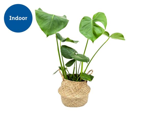 Monstera in Woven Basket
