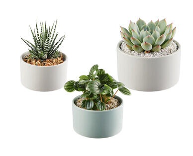 Plant with Ceramic Pot