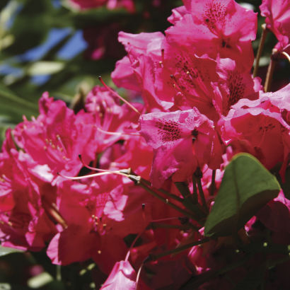 Rhododendron