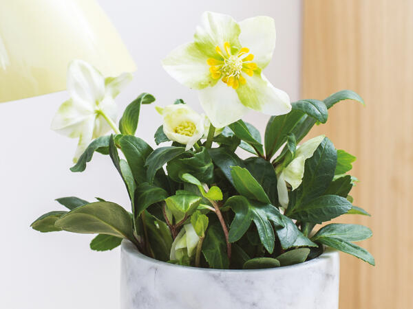 Julerose