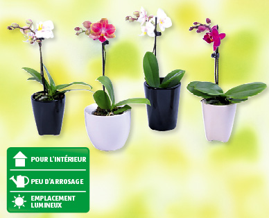 Mini-phalaenopsis