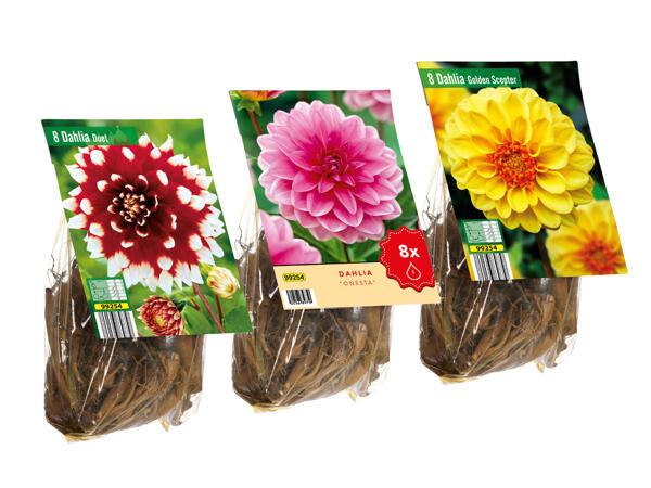 Extra Large Dahlia Bulbs