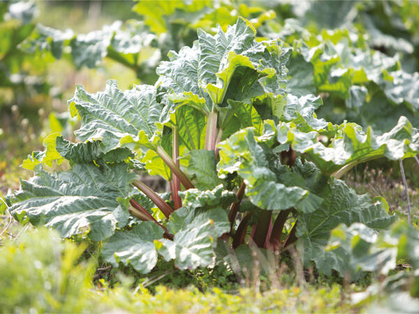 Rabarberplante