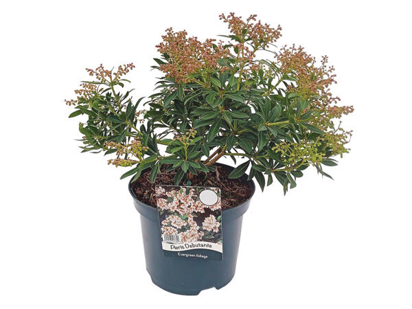 Large Pieris