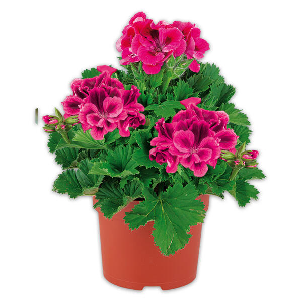 Edelgeranie
