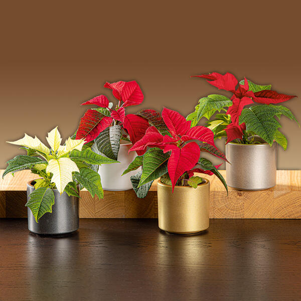 Mini-Weihnachtsstern