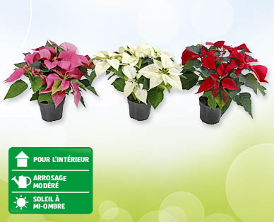 Étoile de Noël