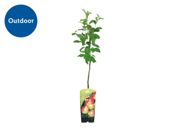 Dwarf Fruit Tree