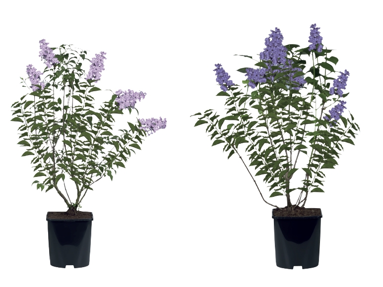 Lilac Bush