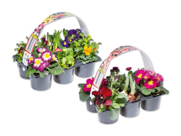 Frühlingsmix 6er Tray