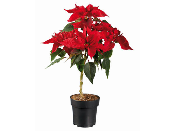 Poinsettia