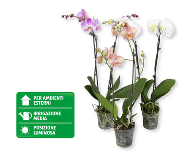 Phalaenopsis