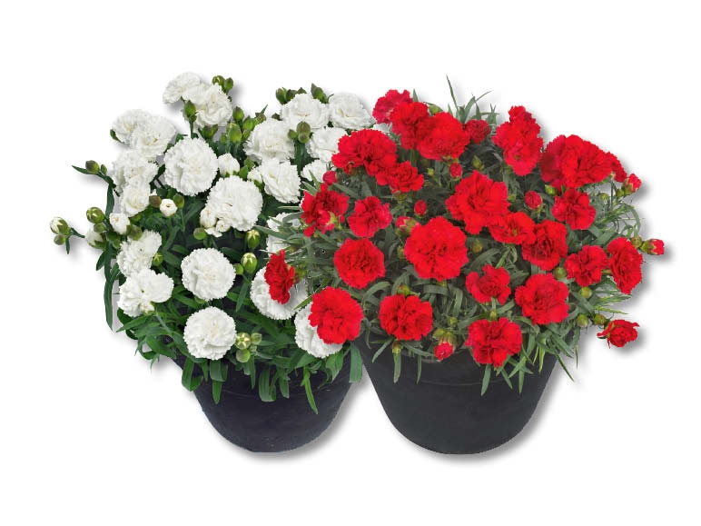 Dianthus Adorables