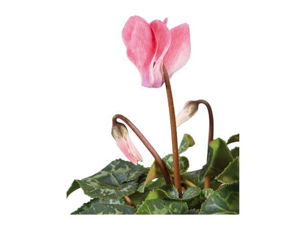 British Cyclamen