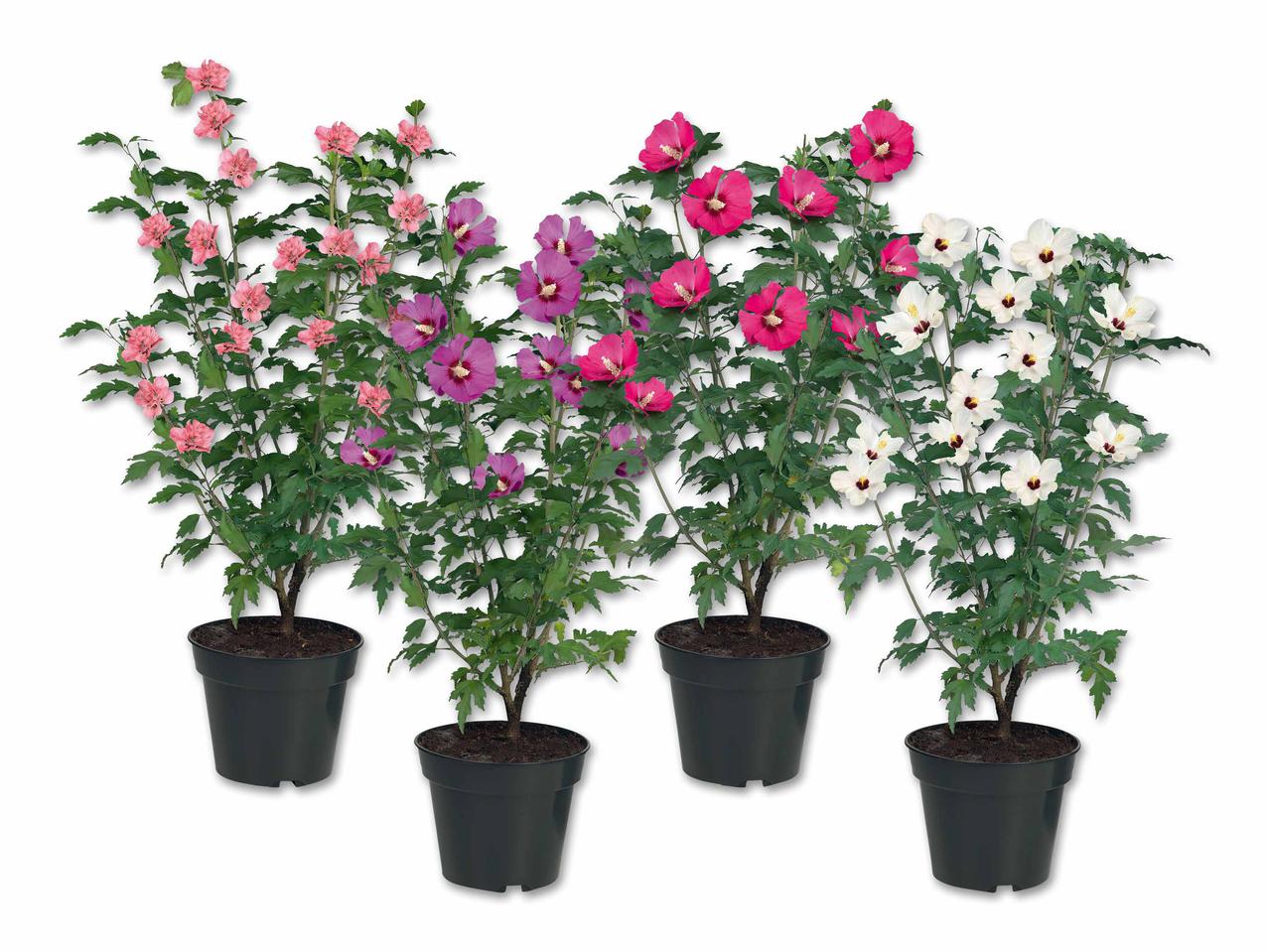 Hibiscus de jardin