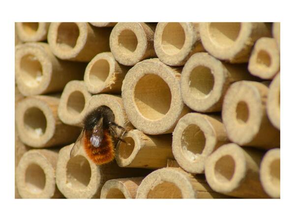 Dobar Nesting Aid for Wild Bees