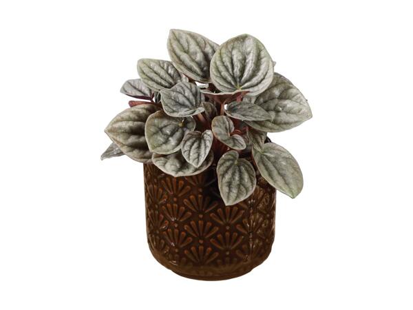 Peperomia Houseplant