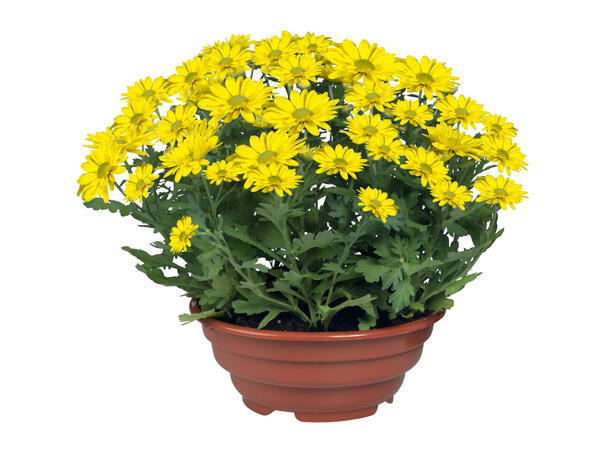 Plantes à fleurs en vasque