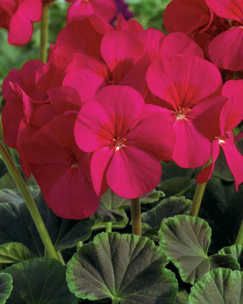 1L Summer Bedding Geranium Bullseye