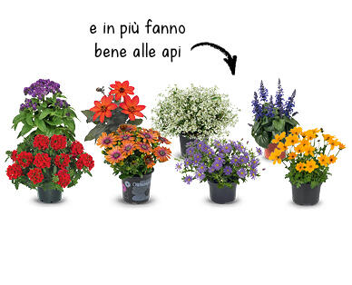 FIORI ESTIVI
