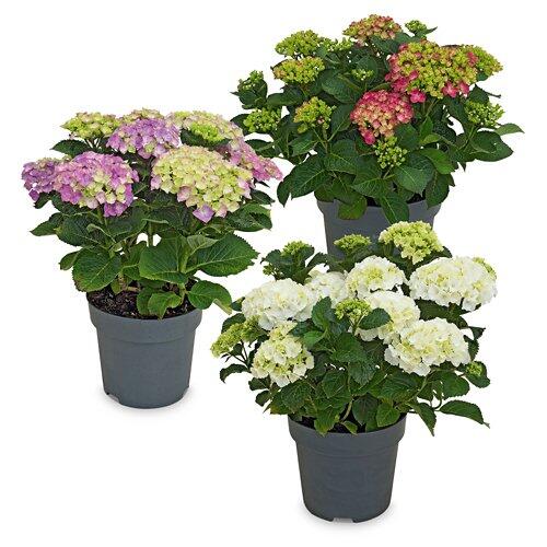 Gartenhortensie*