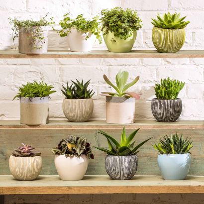 Plante grasse