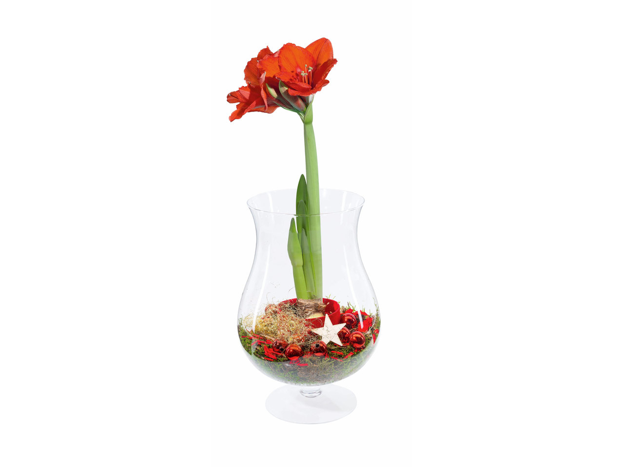 Amaryllis in kerstglas