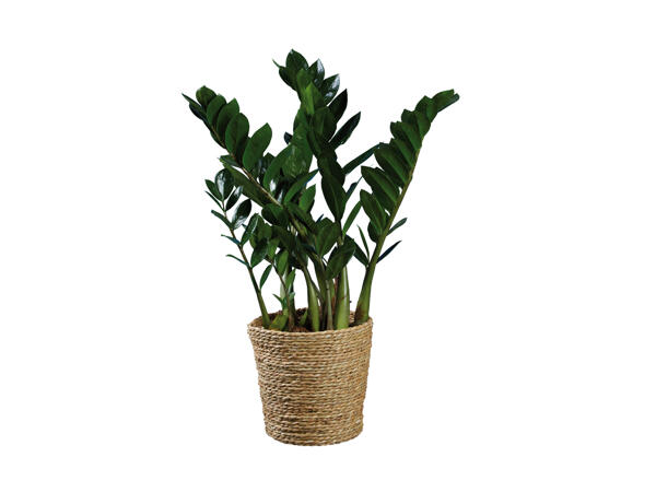 Grøn plante i kurv
