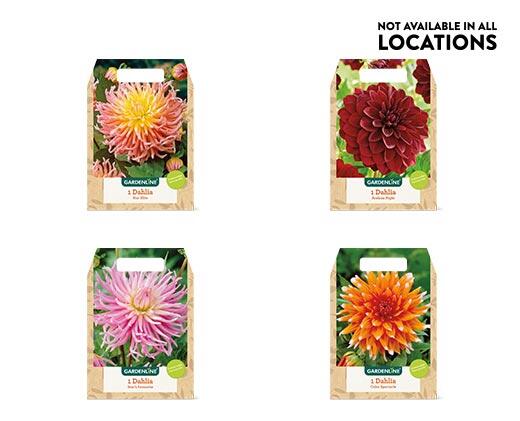 Gardenline Spring Bulbs Assorted Varieties