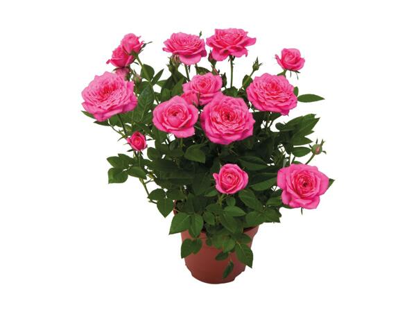 Mini Rose