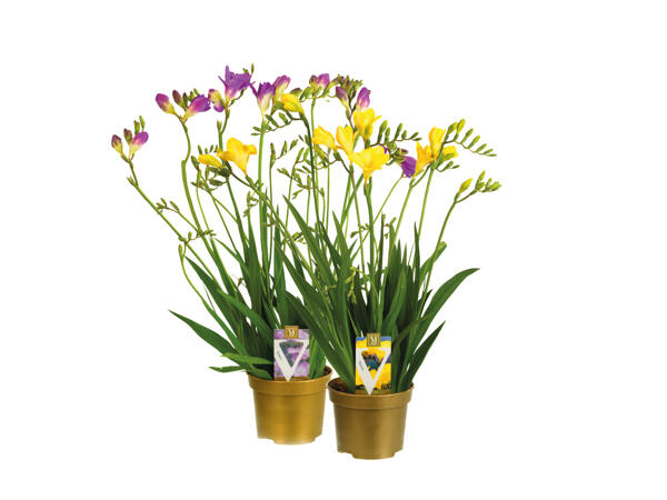 Freesia