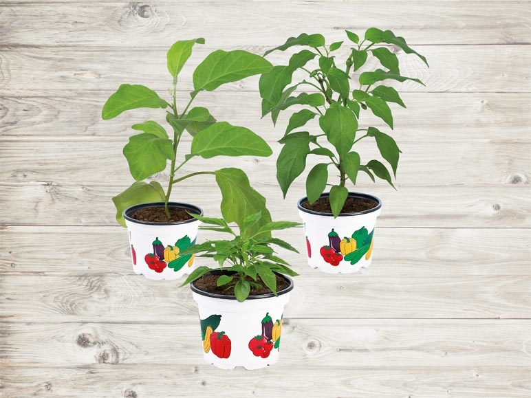 Plante potagère (dès 21.4.)