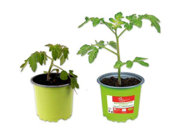 Bio-Tomaten Rarität